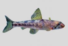 瓯江小鳔鮈是什么鱼？