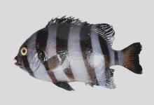 石鲷是什么鱼？