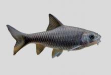 饰带新光唇鱼是什么鱼？