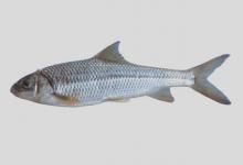 薄颌光唇鱼是什么鱼？