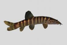 斑纹薄鳅是什么鱼？