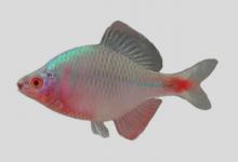 高体鳑鲏是什么鱼？