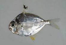 黑边布氏鲾是什么鱼？
