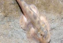 张氏间吸鳅是什么鱼？