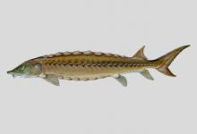 短吻鲟是什么鱼？