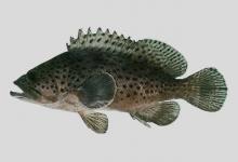 点列石斑鱼是什么鱼？