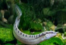 云斑刺鳅是什么鱼？