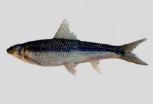 直口鲮是什么鱼？