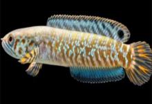 布氏鳢是什么鱼？