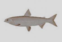 纳氏白鲑是什么鱼？