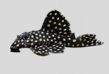 密齿下钩鲶是什么鱼？