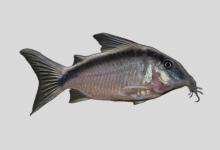 纵带兵鲶是什么鱼？