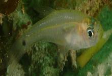 夏威夷天竺鱼是什么鱼？