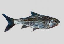 少鳞白甲鱼是什么鱼？