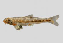 鸭绿小鳔鮈是什么鱼？