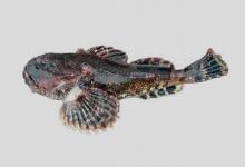 图们杜父鱼是什么鱼？