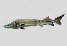 施氏鲟是什么鱼？