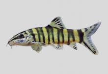 壮体沙鳅是什么鱼？