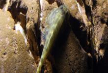 多斑华吸鳅是什么鱼？