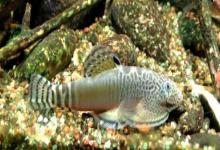 杨氏近原吸鳅是什么鱼？