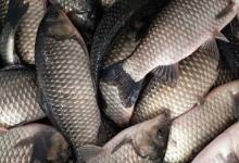 银鲫能自然繁殖吗？