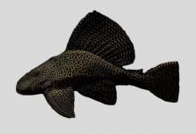 巴西雕甲鲶是什么鱼？