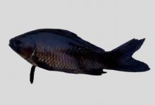 黑鲫是什么鱼？