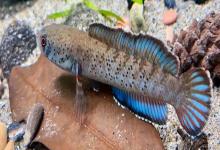 条纹鳢是什么鱼？