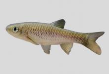 拟细鲫是什么鱼？