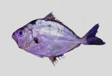 圈颈项鲾是什么鱼？