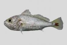 截尾白姑鱼是什么鱼？