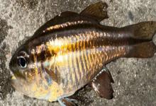 单斑天竺鲷是什么鱼？