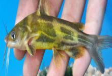 光泽黄颡鱼是什么鱼？