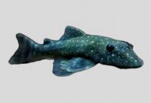 小锉甲鲶是什么鱼？