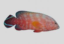 橙点石斑鱼是什么鱼？