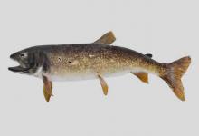 湖红点鲑是什么鱼？