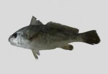 屈氏叫姑鱼是什么鱼？