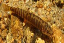 密纹南鳅是什么鱼？