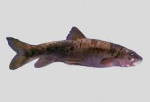 细身裂腹鱼是什么鱼？