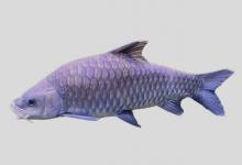大鳞结鱼是什么鱼？