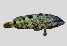 吻斑石斑鱼是什么鱼？