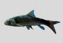 南方裂腹鱼是什么鱼？