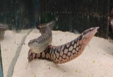 网纹刺鳅是什么鱼？