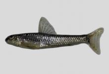 小口小鳔鮈是什么鱼？