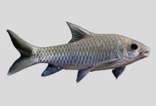 云南瓣结鱼是什么鱼？