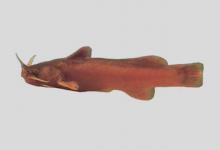 修仁䱀是什么鱼？