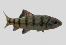 侧条光唇鱼是什么鱼？