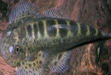 西昌华吸鳅是什么鱼？