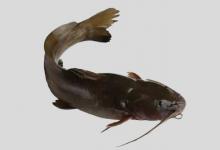 鮠鱼是什么鱼？