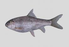 长鳍白甲鱼是什么鱼？